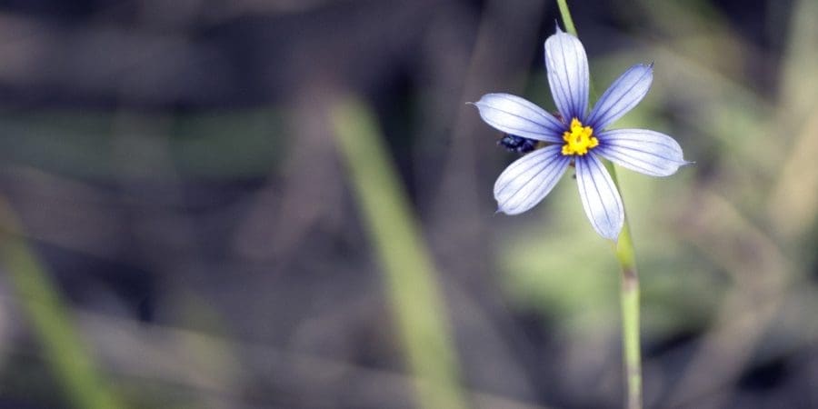 Compassion vs empathy